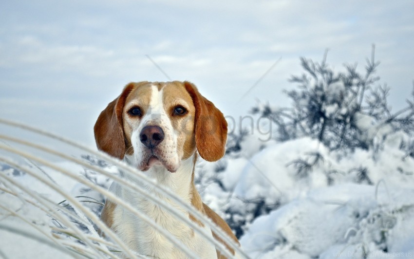 beagle dog puppy snout snow winter wallpaper PNG Image with Clear Isolated Object