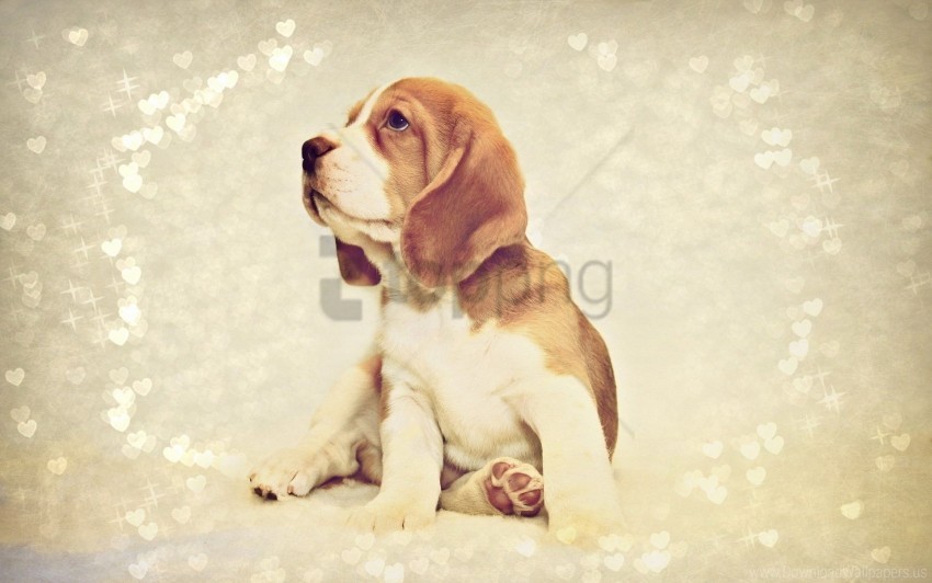 beagle dog puppy wallpaper PNG images with clear backgrounds