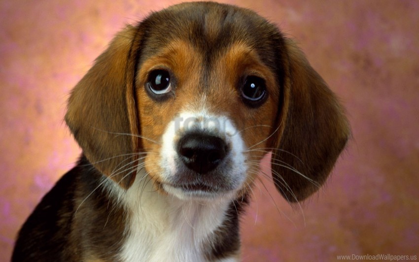 beagle eyes puppy wallpaper HighResolution PNG Isolated Artwork