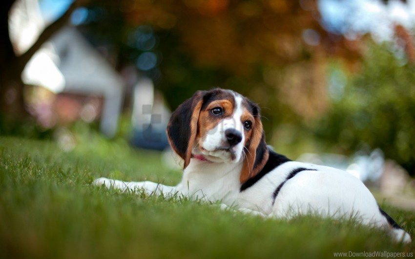 beagle grass puppy snout wallpaper PNG format