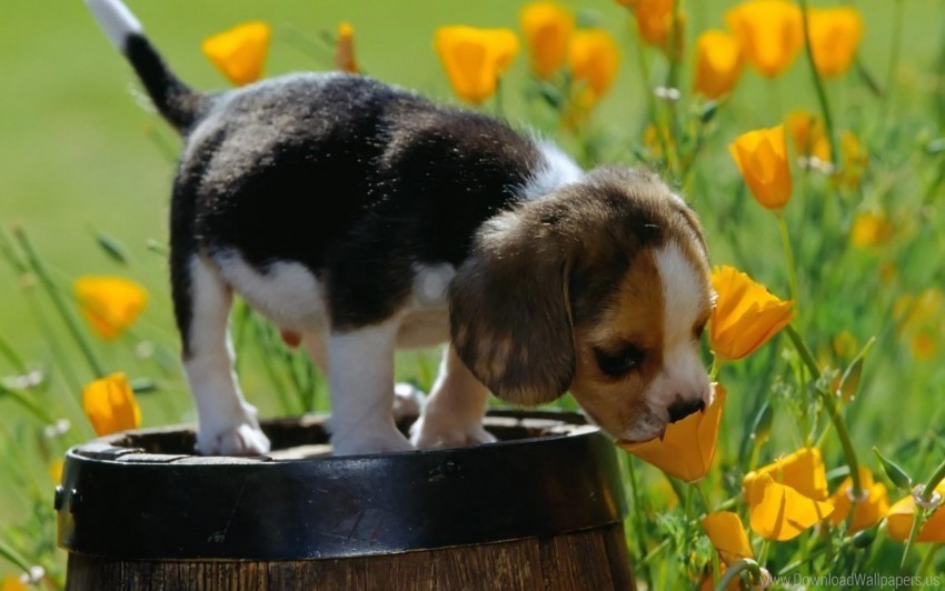 beagle grass puppy spotted wallpaper Clear background PNG elements