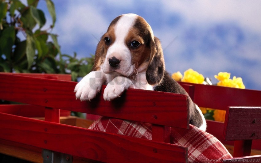 beagle puppy wallpaper High-resolution PNG images with transparency
