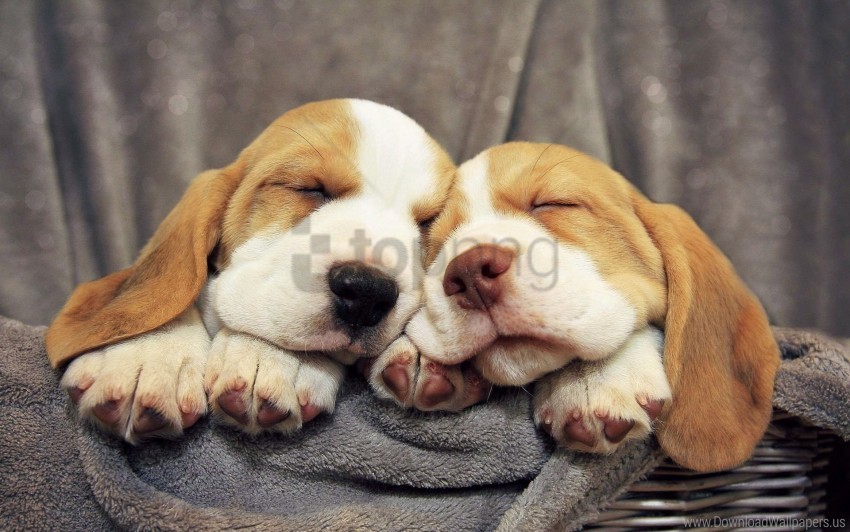 Beagles Dogs Puppies Wallpaper PNG Images With Alpha Transparency Bulk