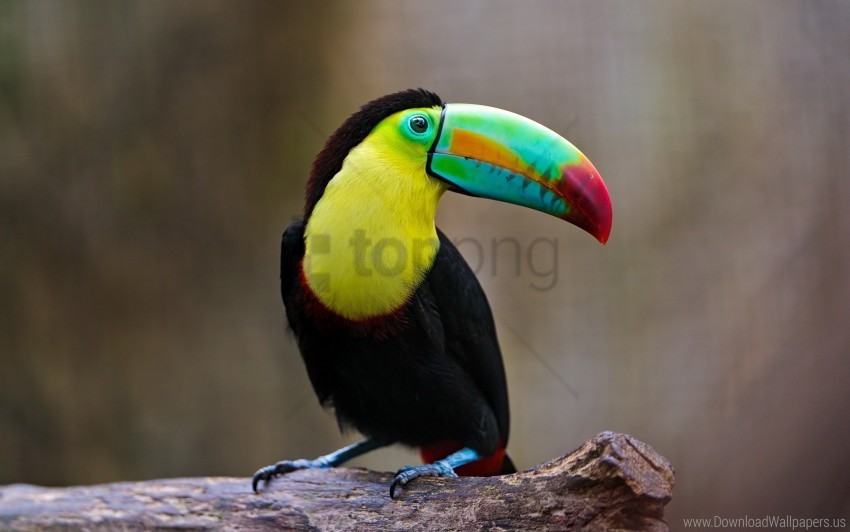 beak beam bird sit toucan wallpaper Clear Background PNG Isolated Subject