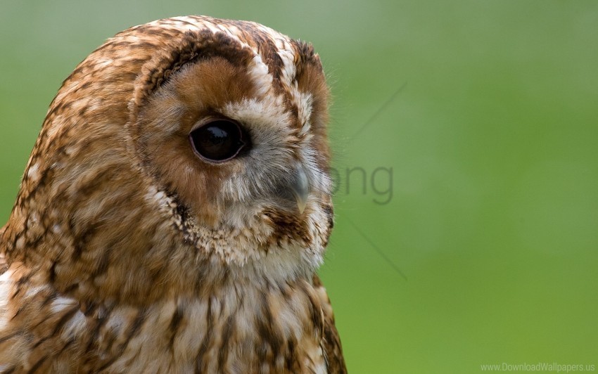 beak big eyes owl snout wallpaper Free PNG download no background