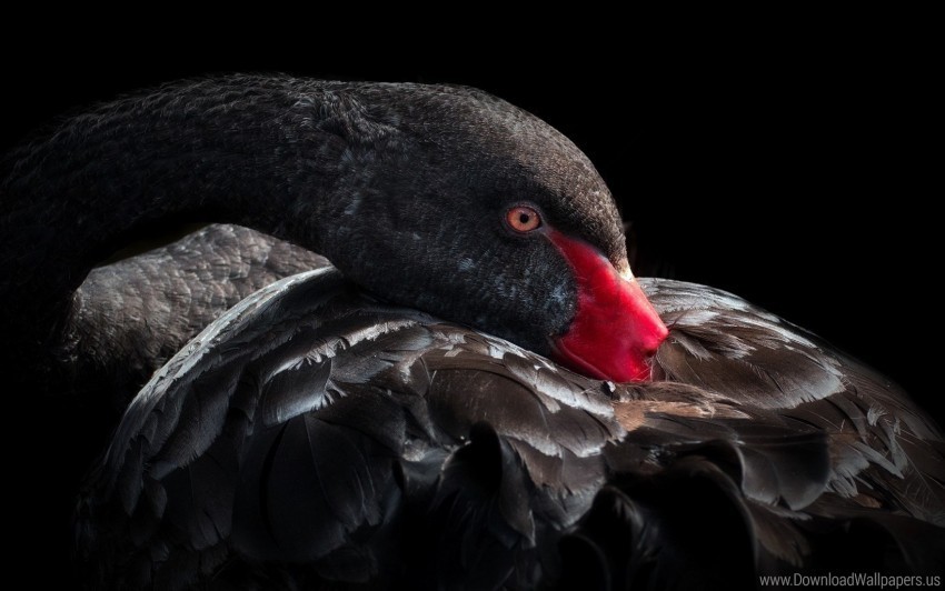 beak bird black swan feathers wallpaper PNG transparent images bulk