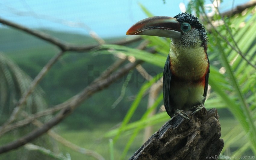 beak bird branch color toucan wallpaper PNG images with transparent backdrop