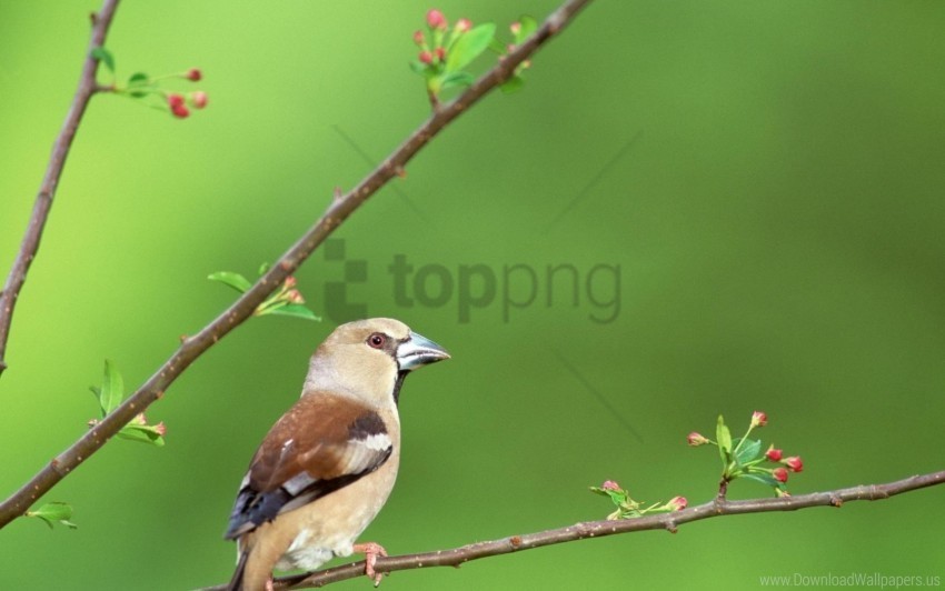 beak bird branch flowers wallpaper Free download PNG images with alpha transparency