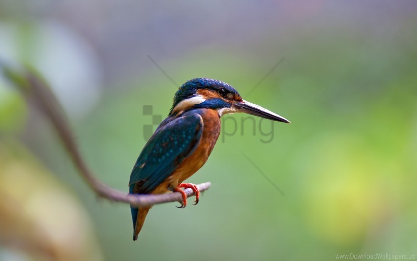 beak bird branch sharp small wallpaper Isolated Graphic with Transparent Background PNG