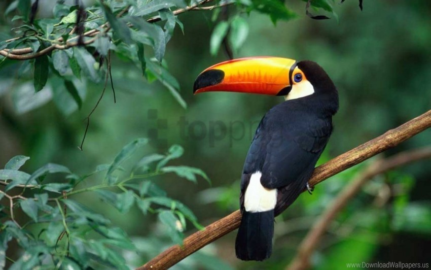 beak bird branch toucan tree wallpaper Clear pics PNG