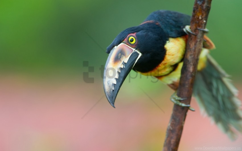 beak bird branch toucan tree wallpaper Clear PNG pictures assortment