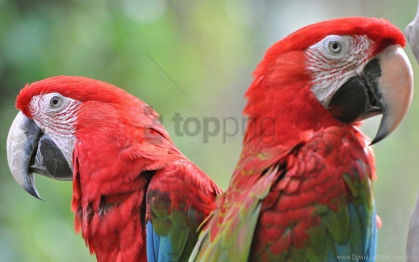 beak bird bright couple parrots wallpaper Isolated Artwork in HighResolution PNG