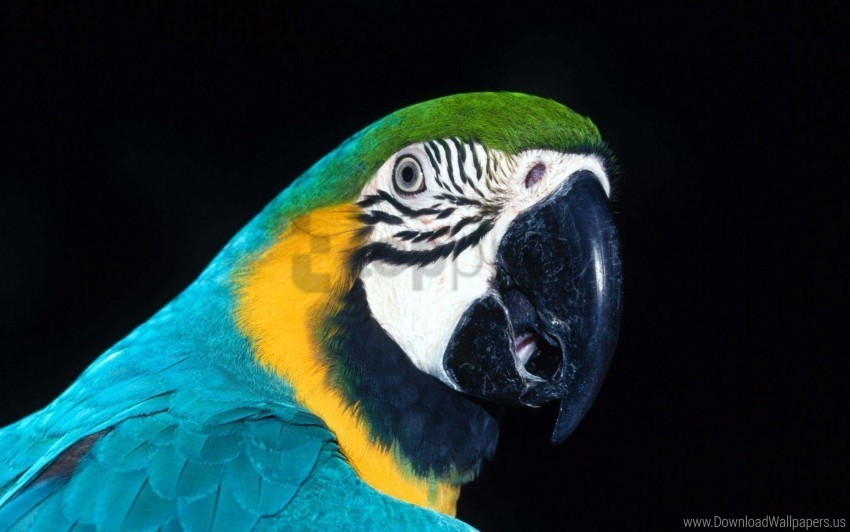 beak bird color parrot wallpaper PNG images with high transparency