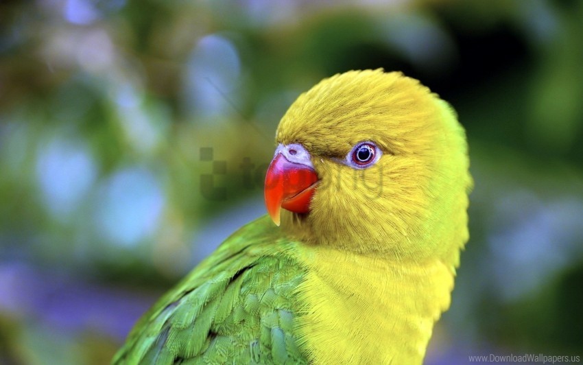 beak bird color parrot wallpaper High Resolution PNG Isolated Illustration