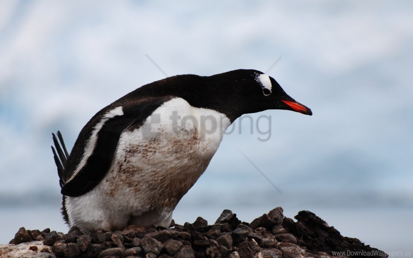 beak bird color penguin wallpaper PNG Isolated Subject on Transparent Background