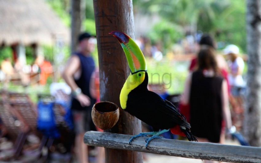 beak bird color people toucan wallpaper Clear Background PNG Isolated Element Detail