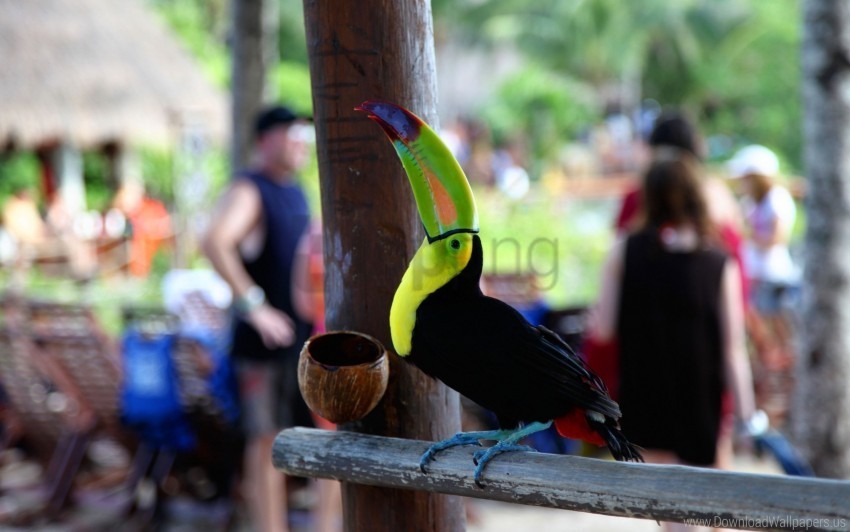 Beak Bird Color People Toucan Wallpaper Clear Background PNG Isolated Element Detail