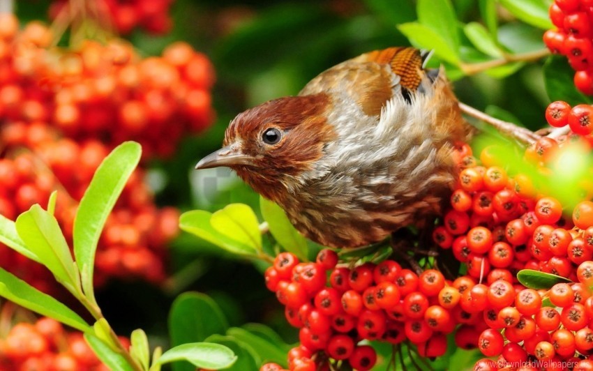 beak bird color rowan wallpaper PNG images for personal projects