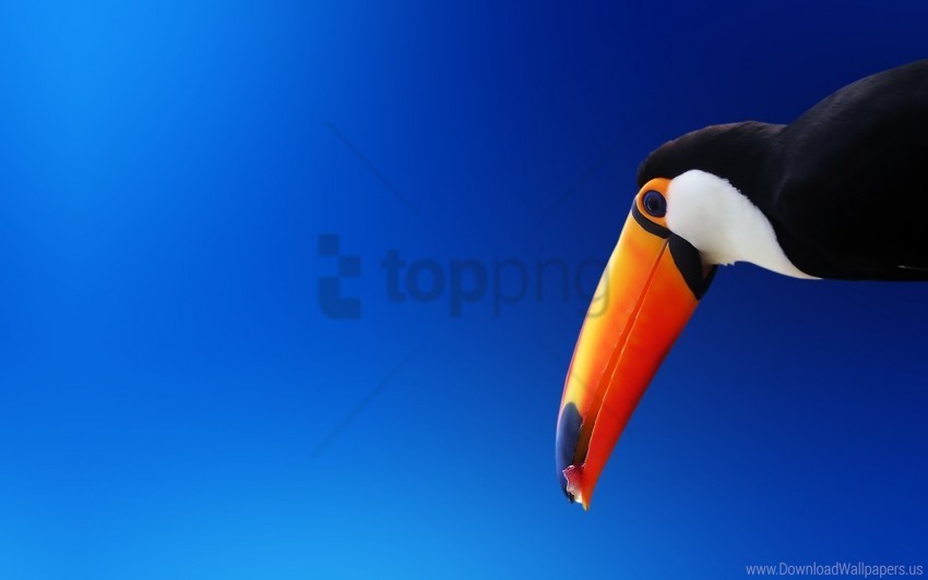 beak bird color toucan wallpaper Transparent Background Isolated PNG Figure