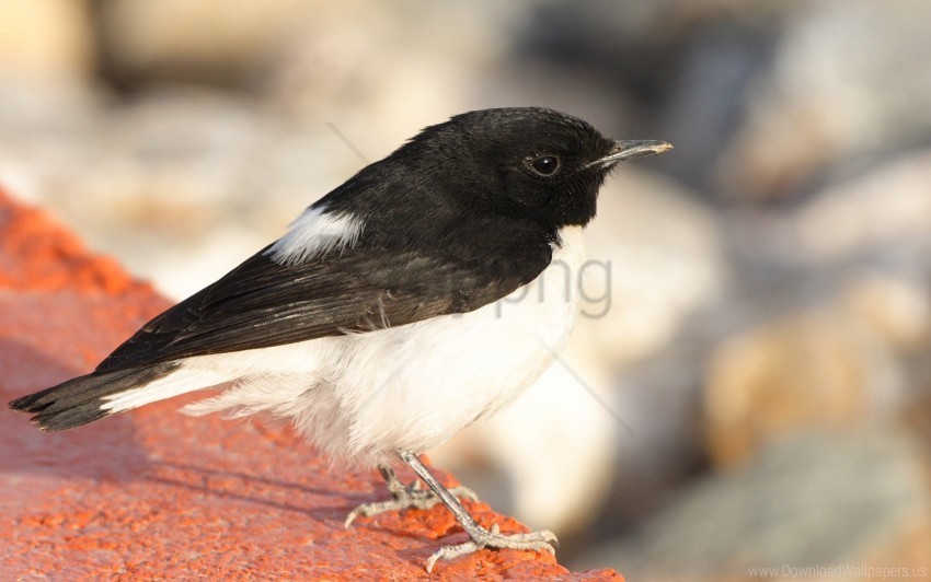 Beak Bird Color Wallpaper Clear Background PNG With Isolation