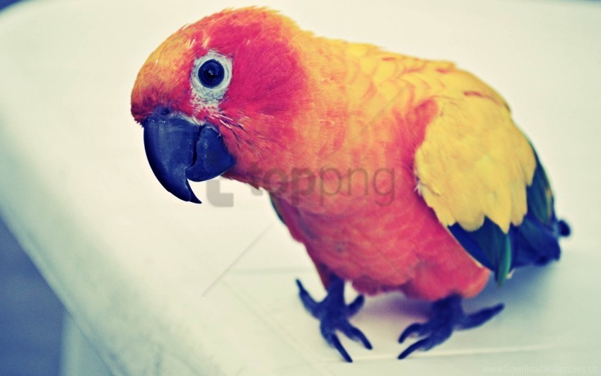 beak bird colorful parrot wallpaper PNG images free