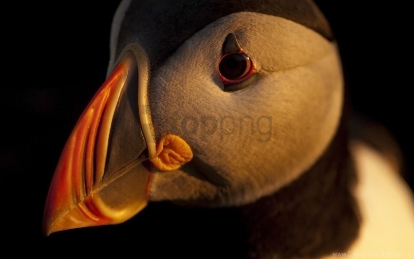 beak bird dark eyes impasse wallpaper Transparent PNG Isolated Subject