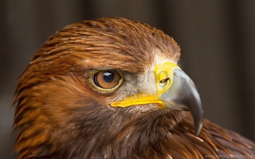 beak bird eagle head predator wallpaper Isolated Item in Transparent PNG Format