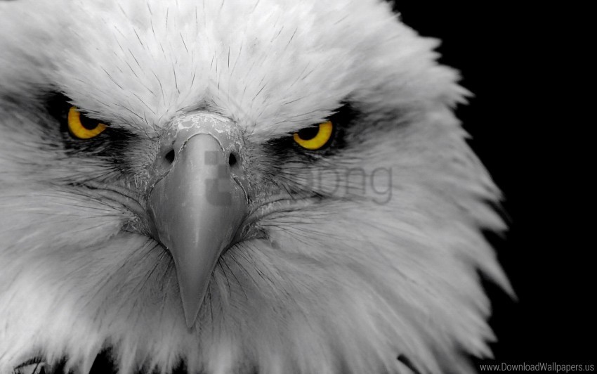 beak bird eagle predator wallpaper Free download PNG images with alpha transparency