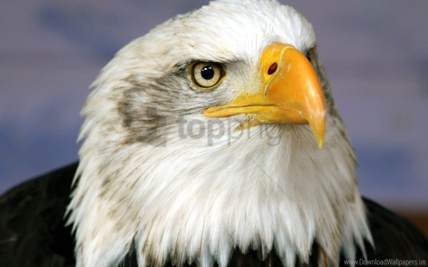 beak bird eagle predator wallpaper HighQuality Transparent PNG Isolated Object
