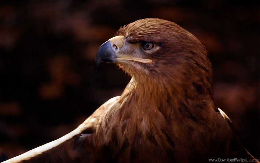 Beak Bird Eagle Vulture Wallpaper Isolated Graphic With Transparent Background PNG