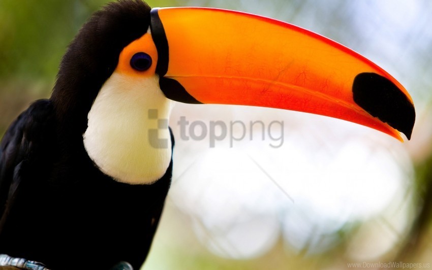 beak bird exotic toucan wallpaper Transparent PNG Object Isolation