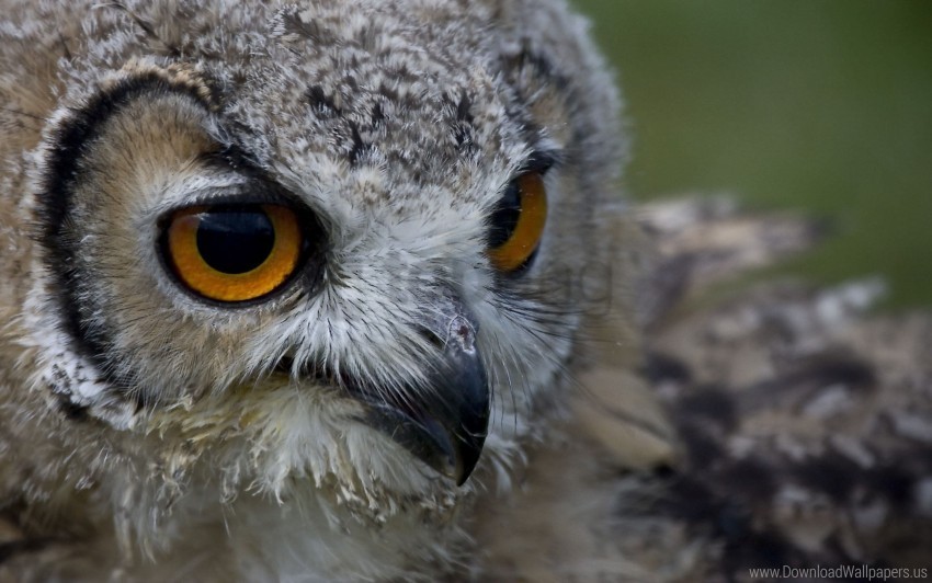 beak bird face owl predator wallpaper Isolated Object with Transparency in PNG