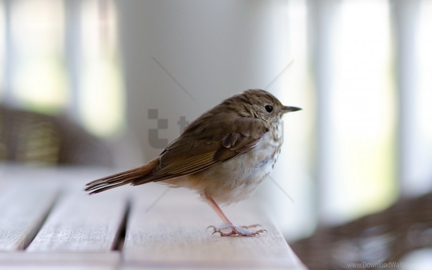 beak bird feathers goldcrest sitting wallpaper Transparent PNG Isolated Element with Clarity