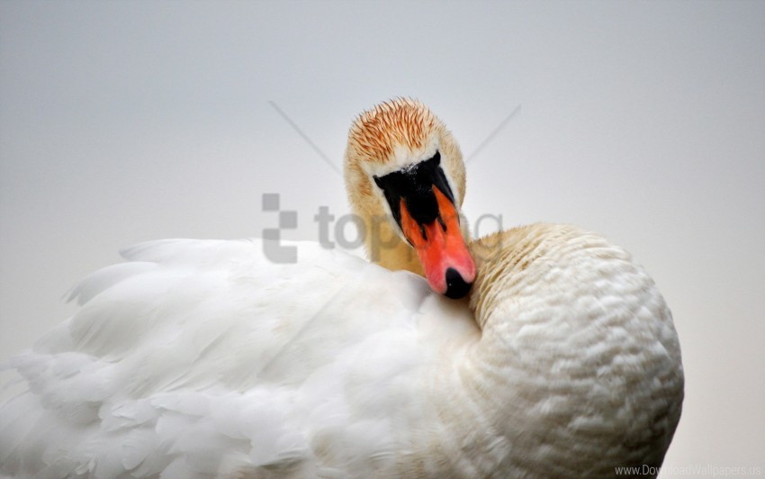beak bird feathers swan wallpaper PNG transparent pictures for projects