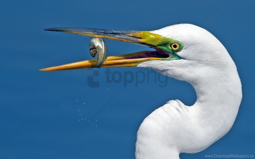 beak bird fish food heron wallpaper PNG photos with clear backgrounds