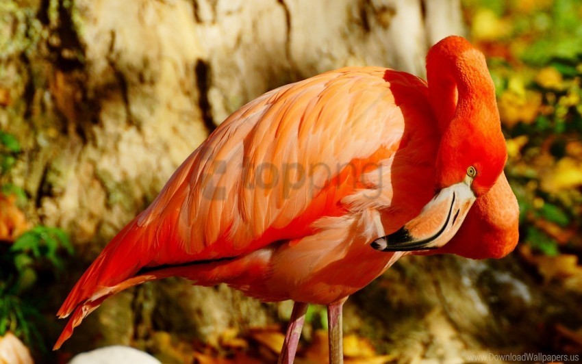 beak bird flamingos wallpaper Isolated Subject in Transparent PNG
