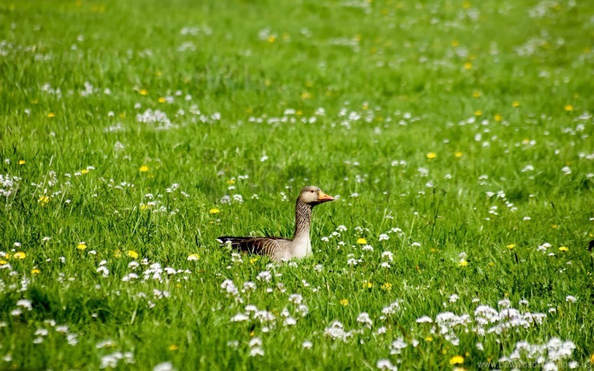 beak bird flowers goose grass wallpaper Free PNG download