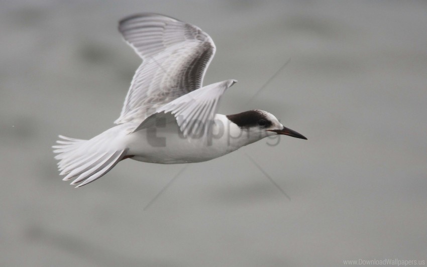 beak bird flying wallpaper Isolated Item on Transparent PNG