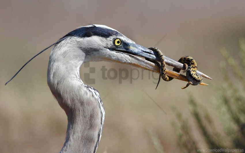 Beak Bird Food Wallpaper PNG Pictures With No Backdrop Needed