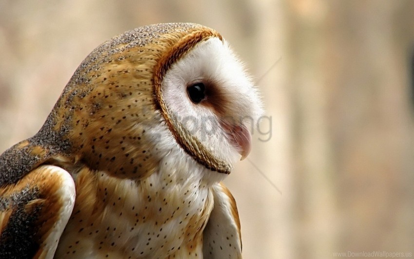 beak bird owl predator wallpaper Transparent PNG images complete package