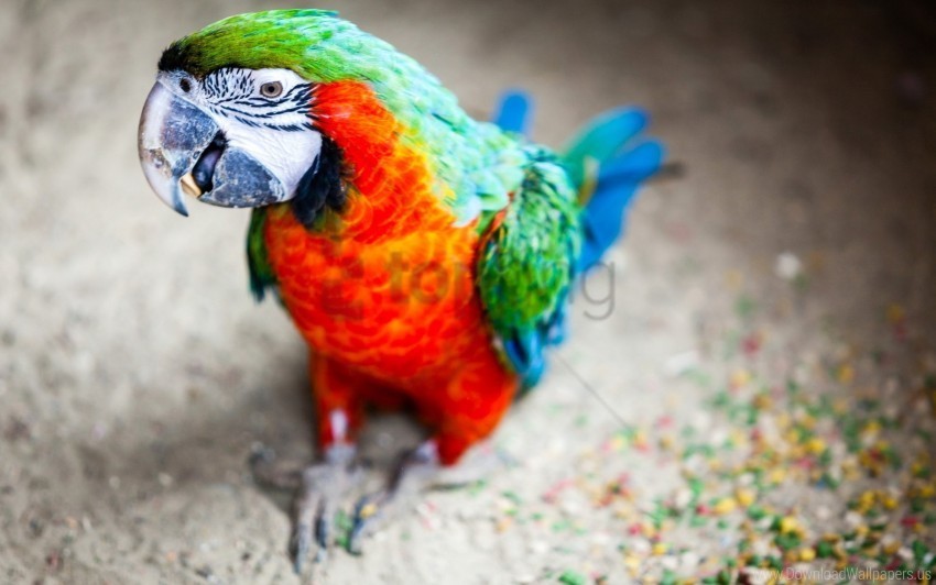 beak bird parrot stains wallpaper PNG without background