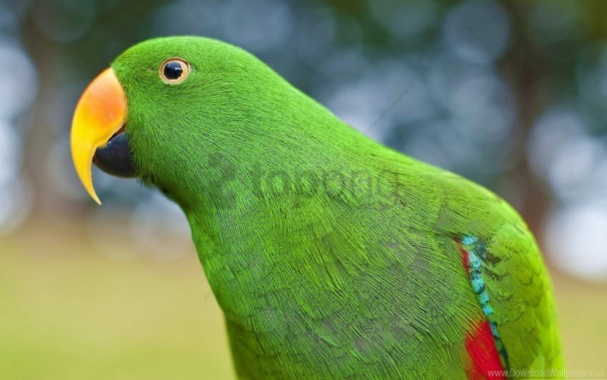 beak bird parrot wallpaper PNG for blog use