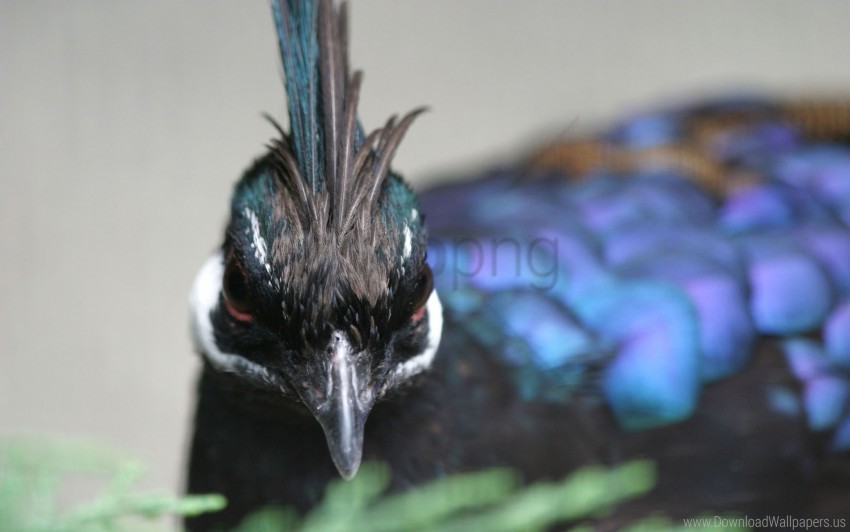 beak bird pens sea wallpaper PNG clipart with transparent background