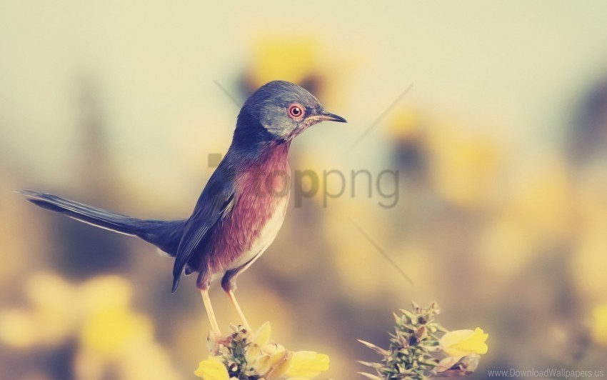 beak bird pro wallpaper Clear Background PNG Isolated Graphic Design