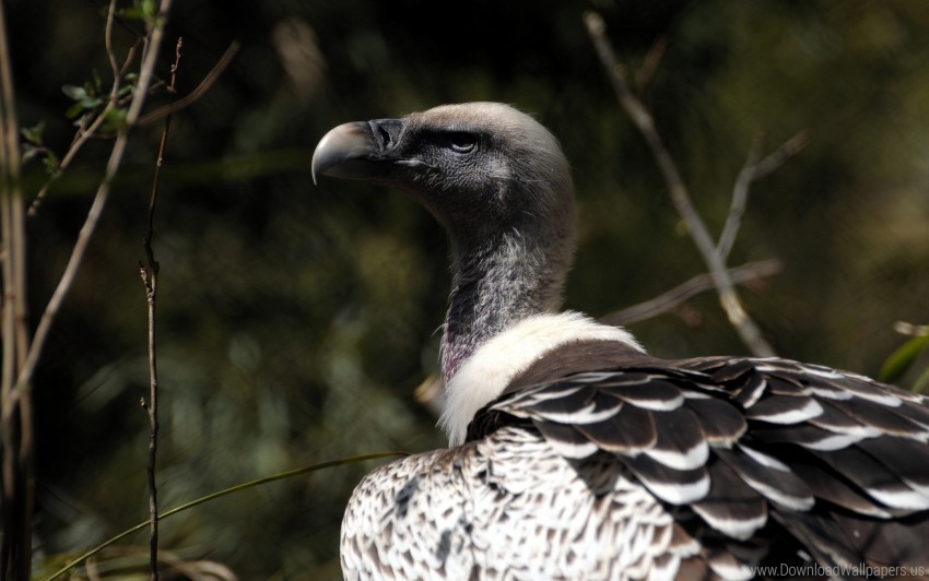 beak bird vulture wild wallpaper PNG clipart