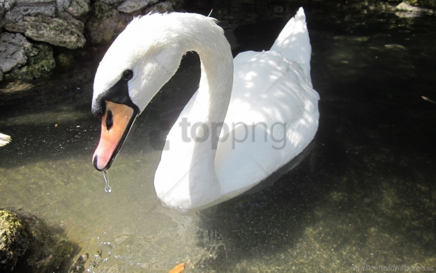 beak birds swan swim water wallpaper HighQuality Transparent PNG Isolated Object