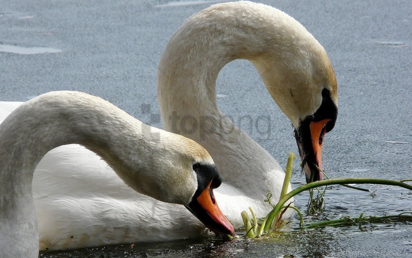 beak birds swans water wallpaper PNG for educational projects