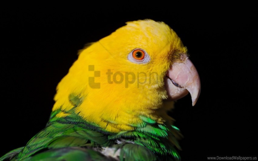 beak black dark parrot wallpaper Clear background PNG images bulk