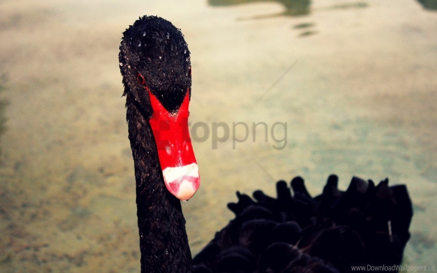 beak black red swan wallpaper Isolated Character on HighResolution PNG