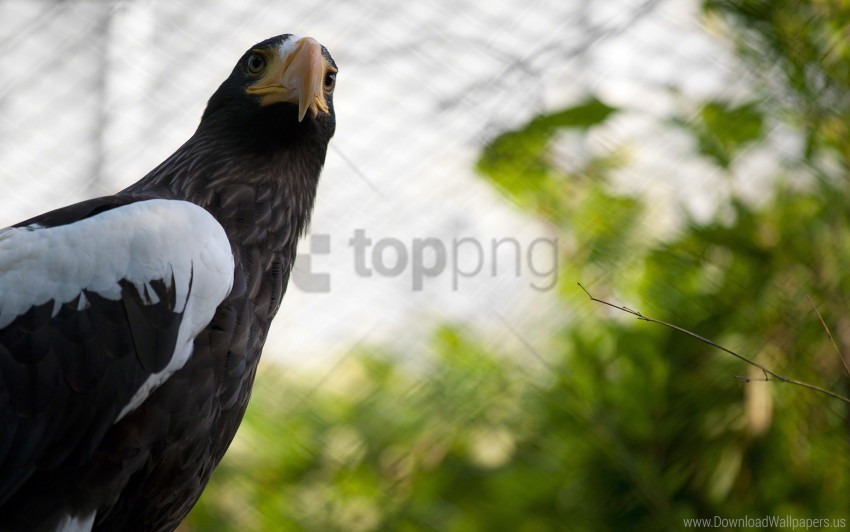 Beak Branch Cage Eagle Wings Wallpaper Isolated Subject In HighResolution PNG